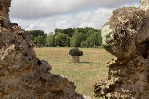 Le champignon vu à travers la pierre