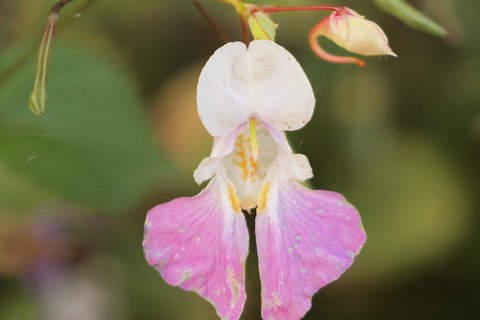 Balsamine